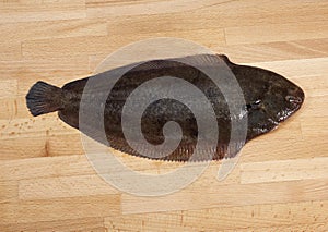 FRESH SOLE FISH solea solea photo