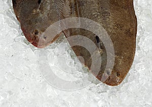 FRESH SOLE FISH solea solea ON ICE photo