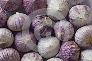 Fresh Solo garlic bulbs which are used for cooking. They are grown in Asia