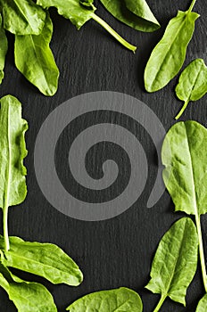 Fresh sorrel leaves on black background.