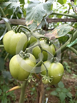 Fresh sour green tomatoes plant