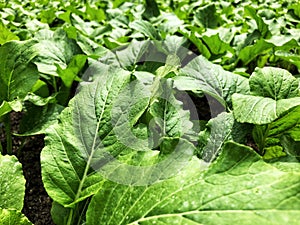 The fresh spanich in the morning