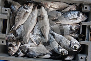 Fresh Sparus aurata fish in a box photo