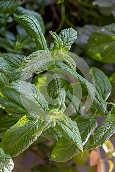 Fresh spearmint common, mackerel mint, mentha spicata aromatic green plant. Vertical, close up