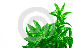 Fresh spearmint herb