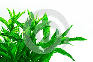 Fresh spearmint herb