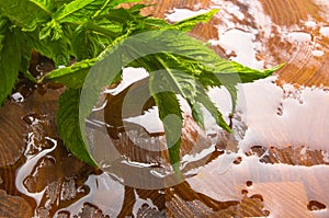 Fresh spearmint herb