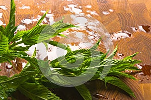 Fresh spearmint herb