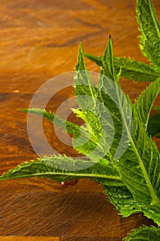 Fresh spearmint herb