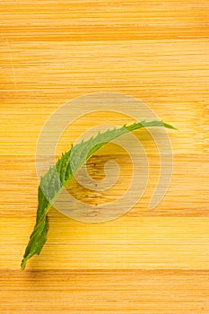 Fresh spearmint herb