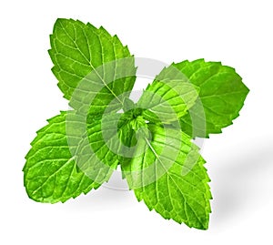 Fresh spearmint leaves isolated on the white background