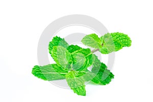 Fresh spearmint lisolated on white background.