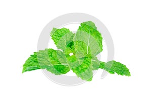 Fresh spearmint lisolated on the white background.