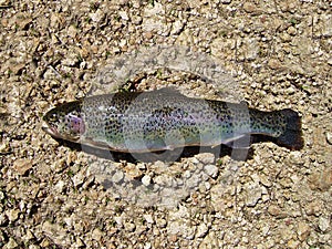 Fresh specimen of rainbow trout. Body details.