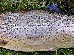 Fresh specimen of rainbow trout. Body Pattern details.