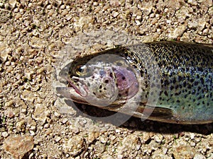 Fresh specimen of rainbow trout. Head details.