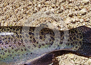 Fresh specimen of rainbow trout. Tail details.