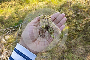 Fresh Sphagnum Moss