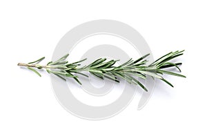 Fresh spice tatsy aromatic green rosemary isolated on white background