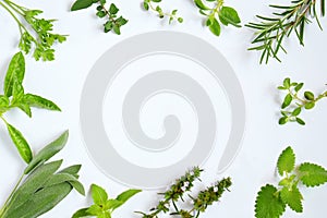 Fresh Spicy and medicinal herbs on white background. Border from various herb - rosemary, oregano, sage, marjoram, basil, thyme,