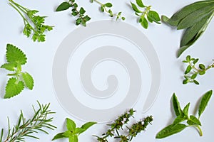 Fresh Spicy and medicinal herbs on white background. Border from various herb - rosemary, oregano, sage, marjoram, basil, thyme,