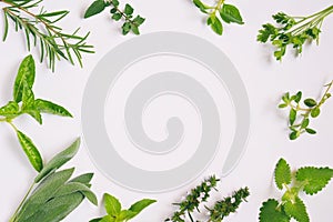 Fresh spicy and medicinal herbs on white background. Border from various herb - rosemary, oregano, sage, marjoram, basil, thyme, m