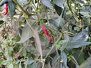 A fresh and spicy red and green chilli grown on the green plant.