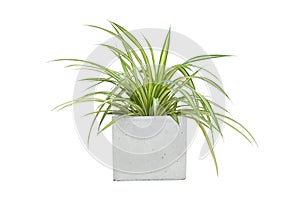 Fresh Spider Plant or Chlorophytum bichetii Karrer Backer with drops in cement pot isolated on white background.