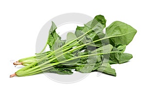 Fresh spinach