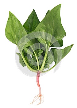 Fresh spinach bush