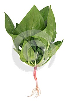 Fresh spinach bush