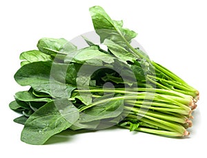 Fresh spinach isolated on white photo