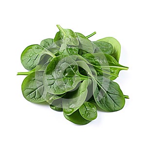 Fresh spinach leaf on white background