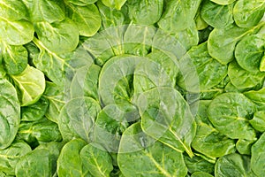 Fresh Spinach Leaves