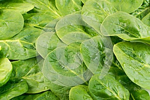 Fresh Spinach Leaves