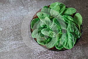 Fresh spinach leaves on a black plate. gray background. Copy space. Vegetarian diet concept. Green vegetables. Healthly food