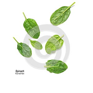 Fresh spinach leaves with drops isolated on white background. Creative layout. Stylish trendy photo. Top view, flat lay.