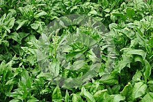 Fresh spinach leaves growing in vegetable garden - Spinacia