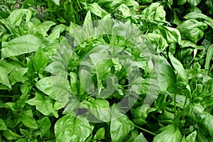 Fresh spinach leaves growing in vegetable garden - Spinacia photo