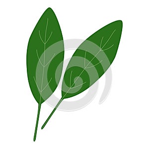 Fresh spinach leaves, healthy food icon, vector