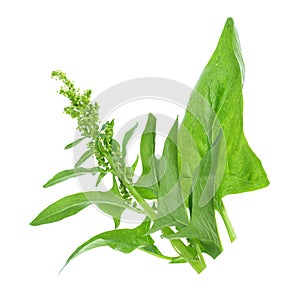 Fresh spinach leaves -Spinacia, on an isolated white photo