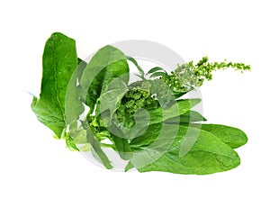 Fresh spinach leaves -Spinacia, on an isolated white photo