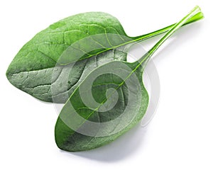 Fresh spinach leaves  Spinacia oleracea isolated w clipping paths, top view photo