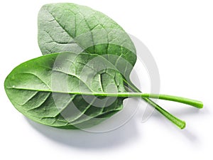 Fresh spinach leaves Spinacia oleracea isolated w clipping paths, top view photo