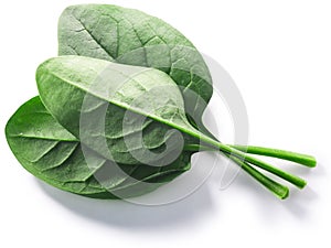 Fresh spinach leaves Spinacia oleracea isolated w clipping paths, top view photo
