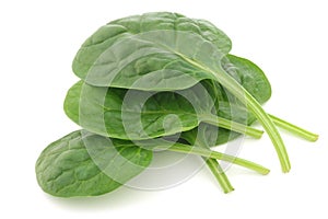 Fresh spinach leaves