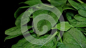 Fresh spinach with rotating on black background. Close up macro video.