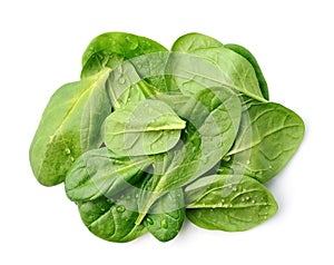 Fresh spinach with water drops