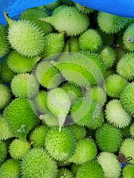 Fresh spiny gourd vegitable kakoda good for health green