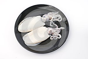 Fresh splendid squid